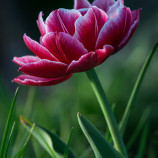 Fanfán tulipán