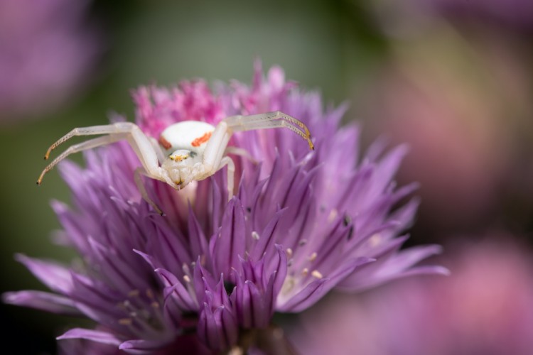 Kvetárik dvojtvarý (Misumena vatia)