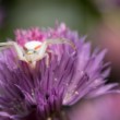 Kvetárik dvojtvarý (Misumena vatia)