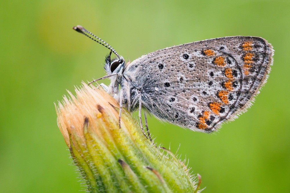 Aricia agetis