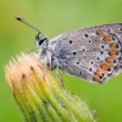 Aricia agetis