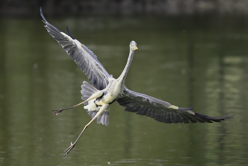 Ardea cinerea