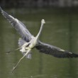 Ardea cinerea