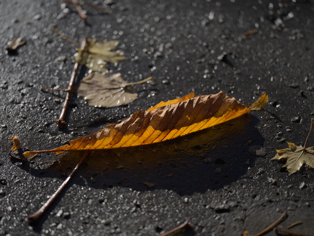 Slnkom osvetlený list