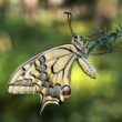 Vidlochvost feniklový (Papilio machaon)