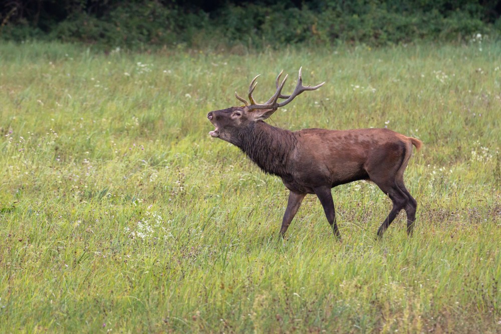 jeleň lesný (Cervus elaphus)