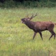 jeleň lesný (Cervus elaphus)