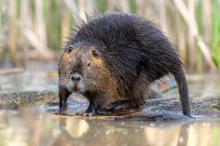 Nutria riečna, The coypu (Myocastor coypus)