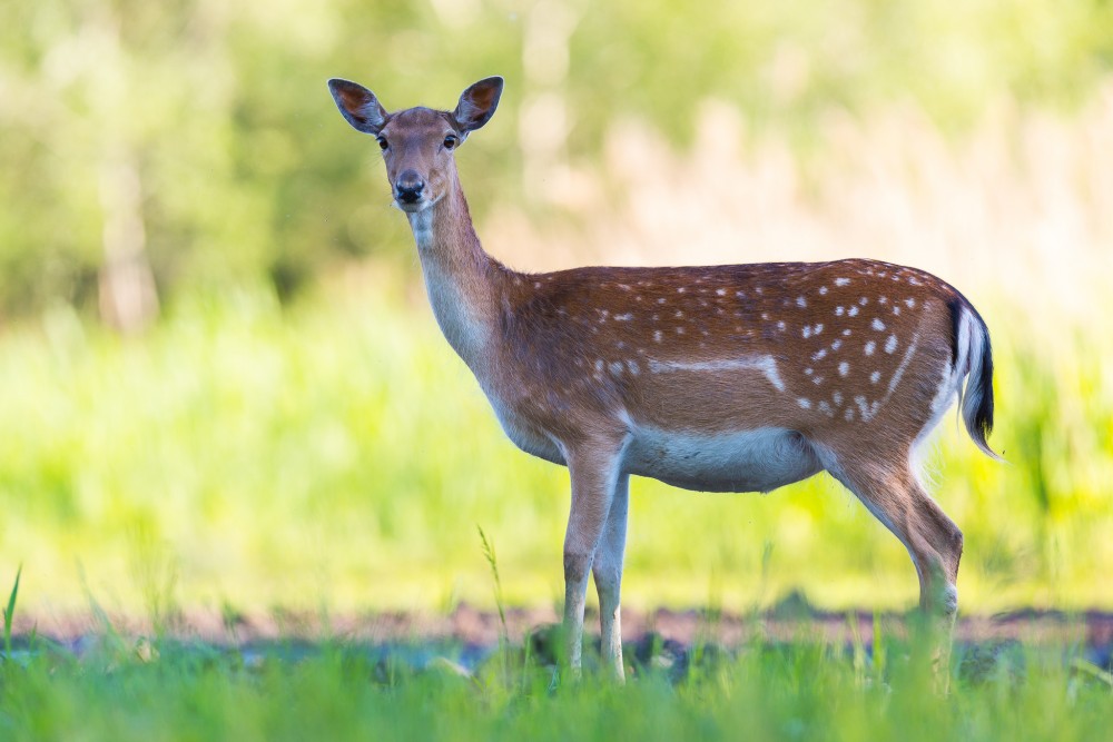 Daniel škvrnitý, Fallow deer (Dama dama)