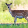 Daniel škvrnitý, Fallow deer (Dama dama)