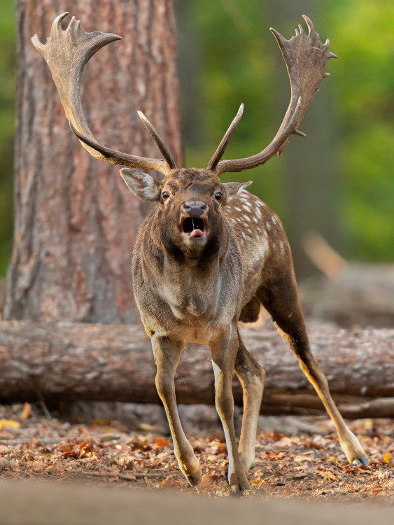 daniel škvrnitý, Fallow deer (Dama dama)