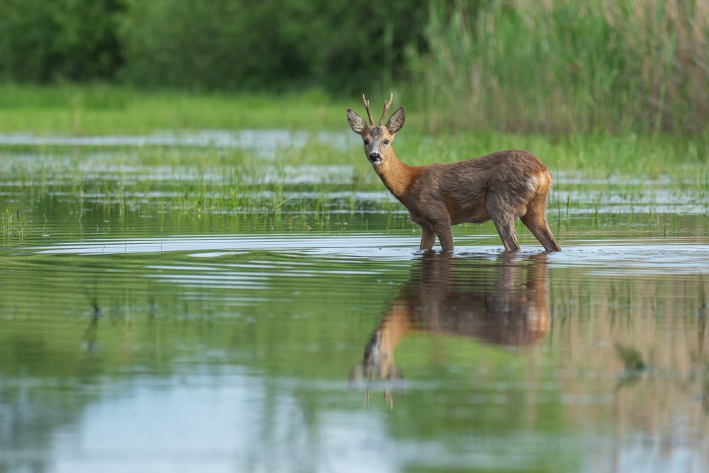 Srnec lesný (Capreolus capreolus)