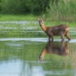 Srnec lesný (Capreolus capreolus)