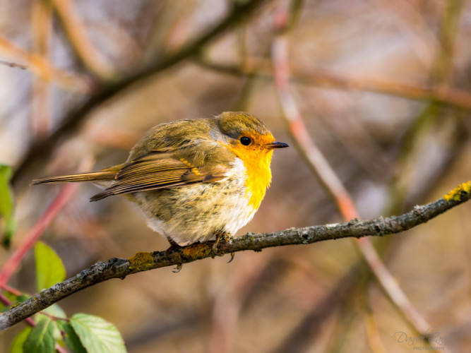 Červienka obyčajná