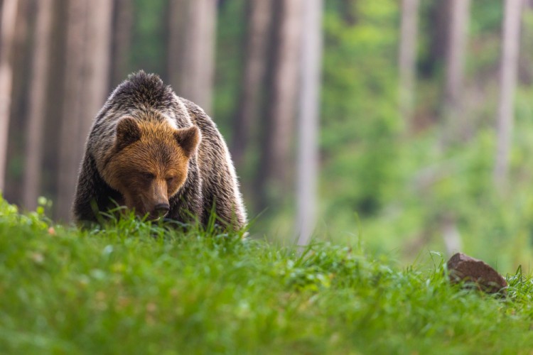 Medveď hnedý (Ursus arctos)