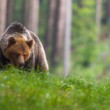 Medveď hnedý (Ursus arctos)