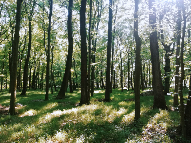Karpatský les