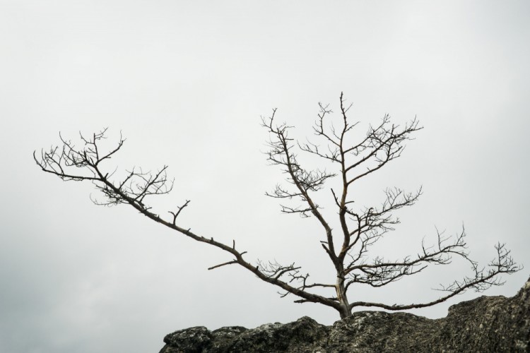 Strom a kameň