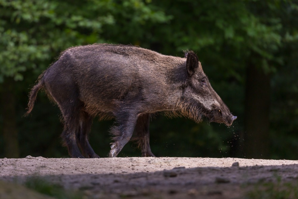 Diviak lesný (Sus scrofa)