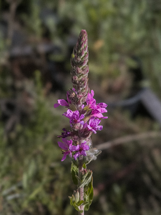 kvetinka