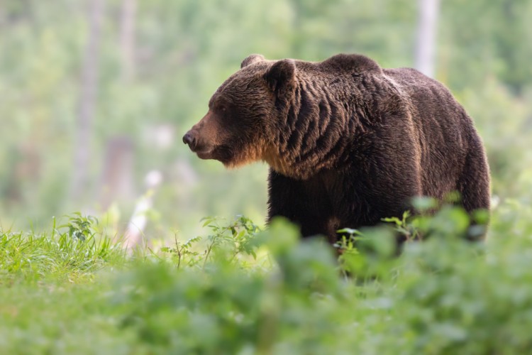 Medveď hnedý (Ursus arctos)