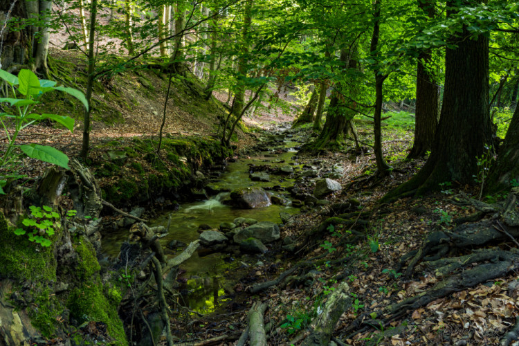 Limbašská vyvieračka