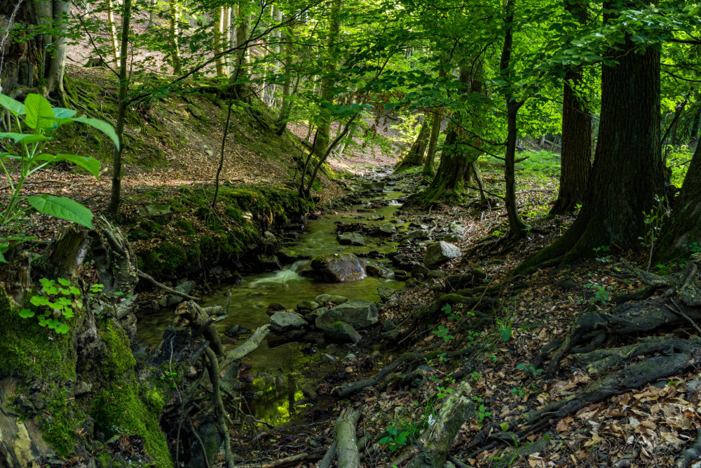Limbašská vyvieračka
