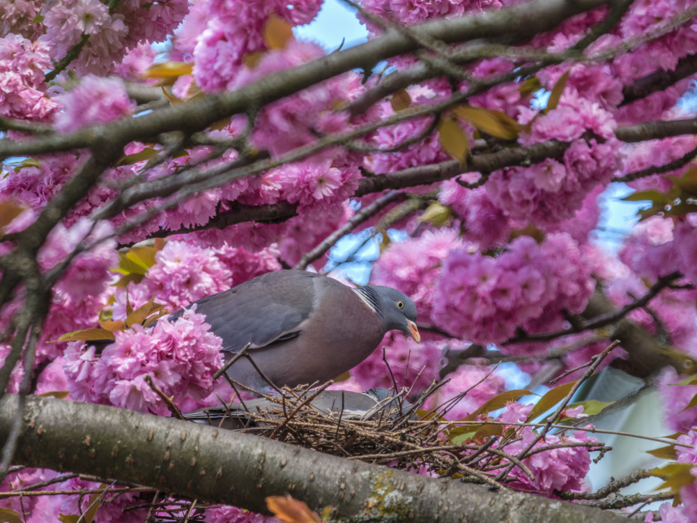 Holub Hrivnák sa zahniezdil v korune sakury.