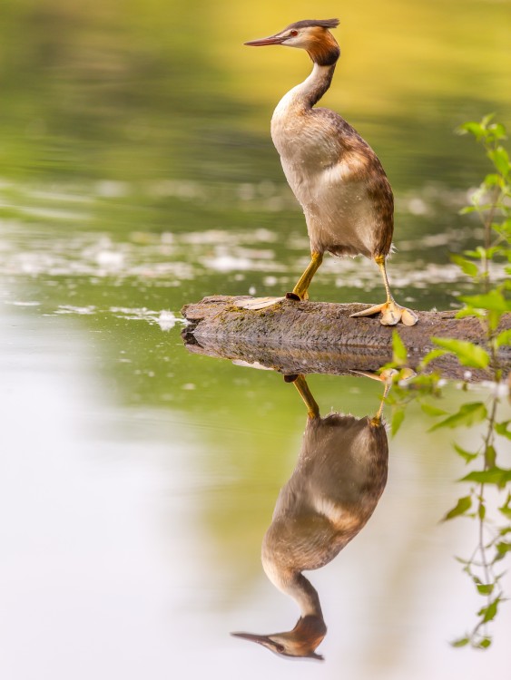 Potápka chochlatá, The great crested grebe (Podiceps cristatus)