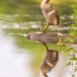 Potápka chochlatá, The great crested grebe (Podiceps cristatus)