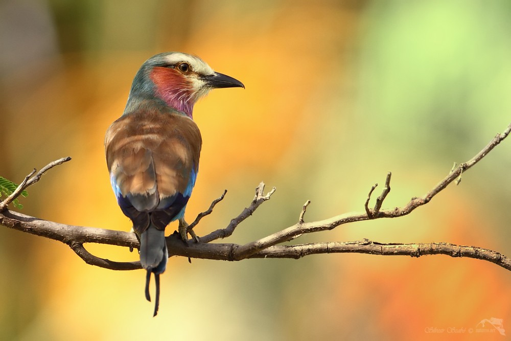 Mandelík fialovoprsý (Coracias caudatus)