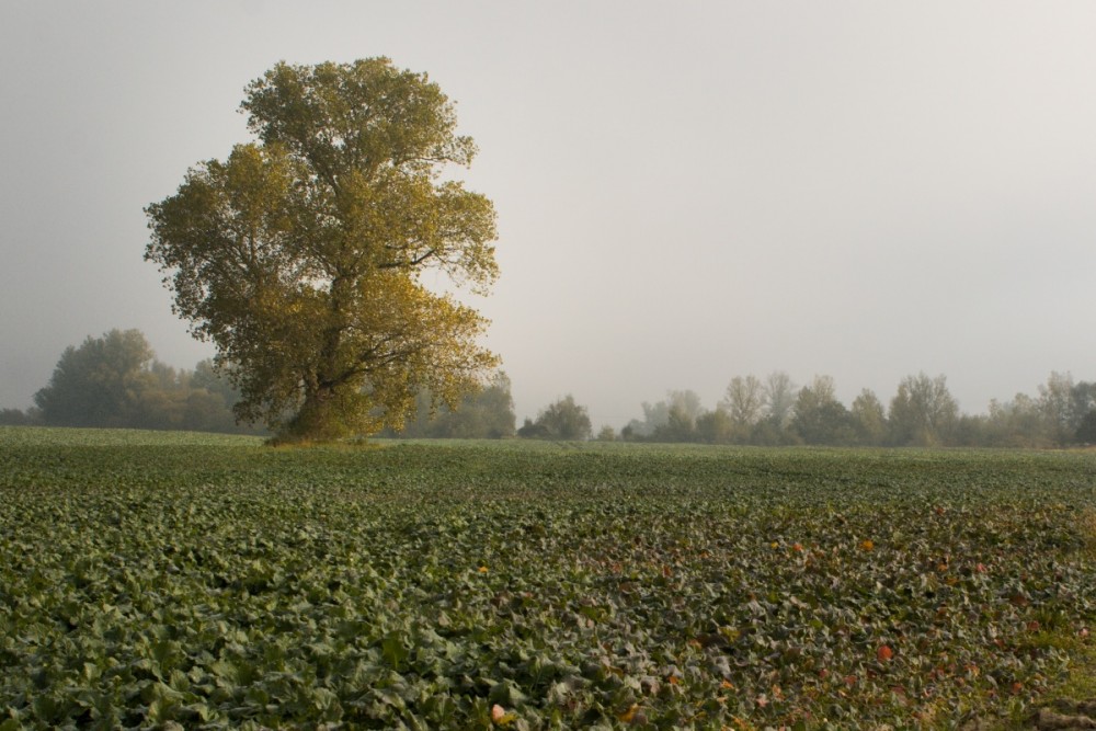 Samotár