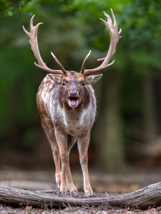 Daniel škvrnitý, Fallow deer (Dama dama)