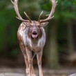 Daniel škvrnitý, Fallow deer (Dama dama)