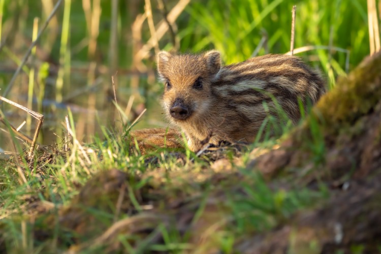 Diviak lesný, The wild boar (Sus scrofa)