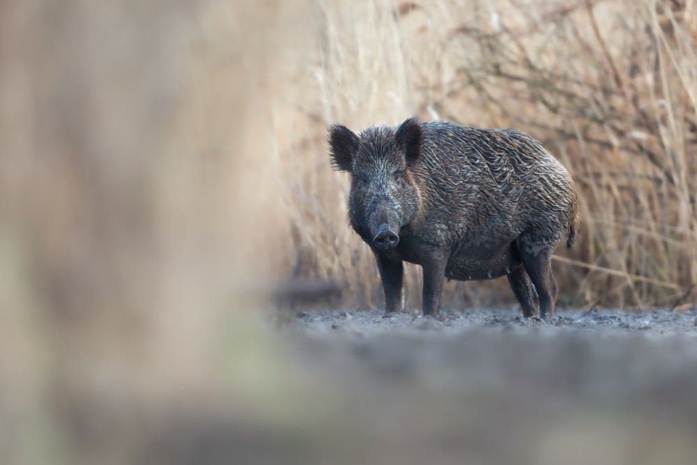 Diviak lesný, The wild boar (Sus scrofa)