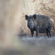 Diviak lesný, The wild boar (Sus scrofa)