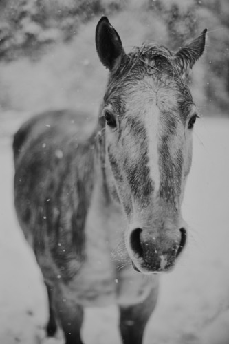 Portrait of Horse