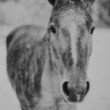 Portrait of Horse