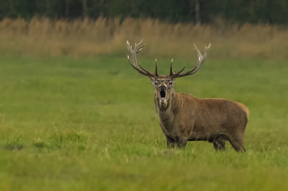 Jelen lesní (Cervus elaphus)