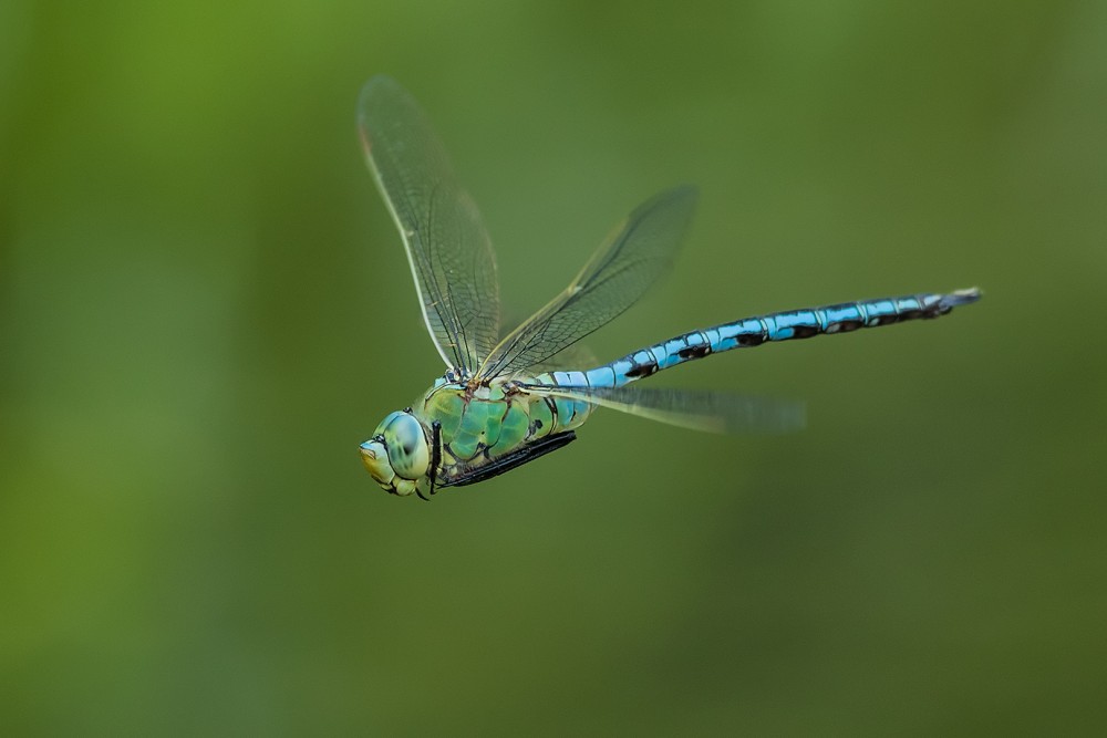 Šídlo královské (Anax imperator)