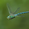 Šídlo královské (Anax imperator)