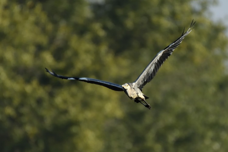 Ardea cinerea