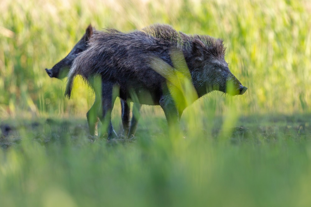 Diviak lesný, The wild boar (Sus scrofa)