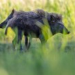 Diviak lesný, The wild boar (Sus scrofa)