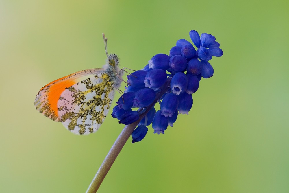 Anthocharis cardamines - samček