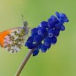 Anthocharis cardamines - samček