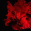 Hibiscus rosa