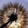 Erupcia