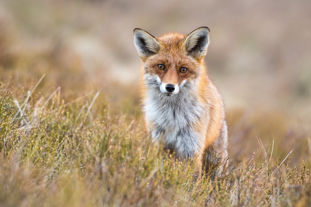 Líška obyčajná (vulpes vulpes)